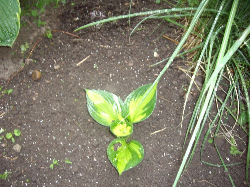 IMGP1511 - Primavara - 2018