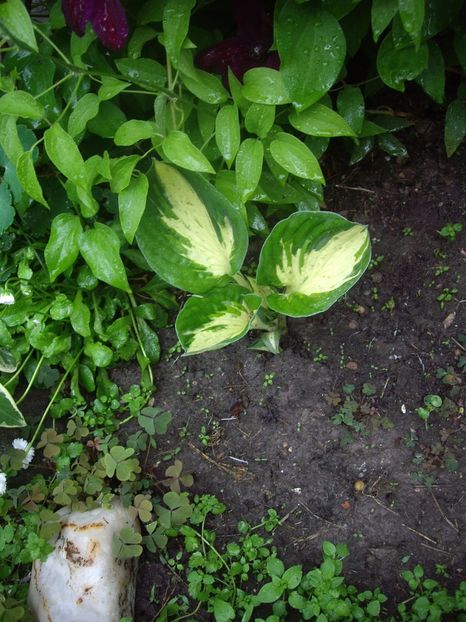 IMGP1512 - Primavara - 2018