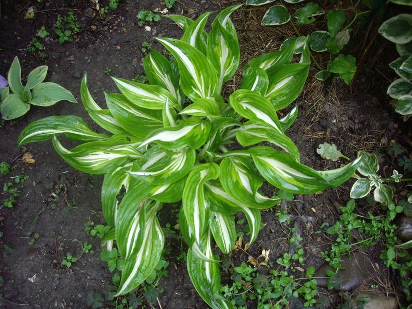 IMGP1514 - Primavara - 2018