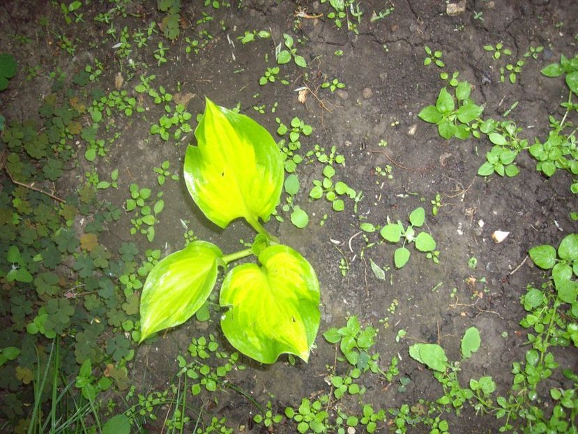 IMGP1516 - Primavara - 2018