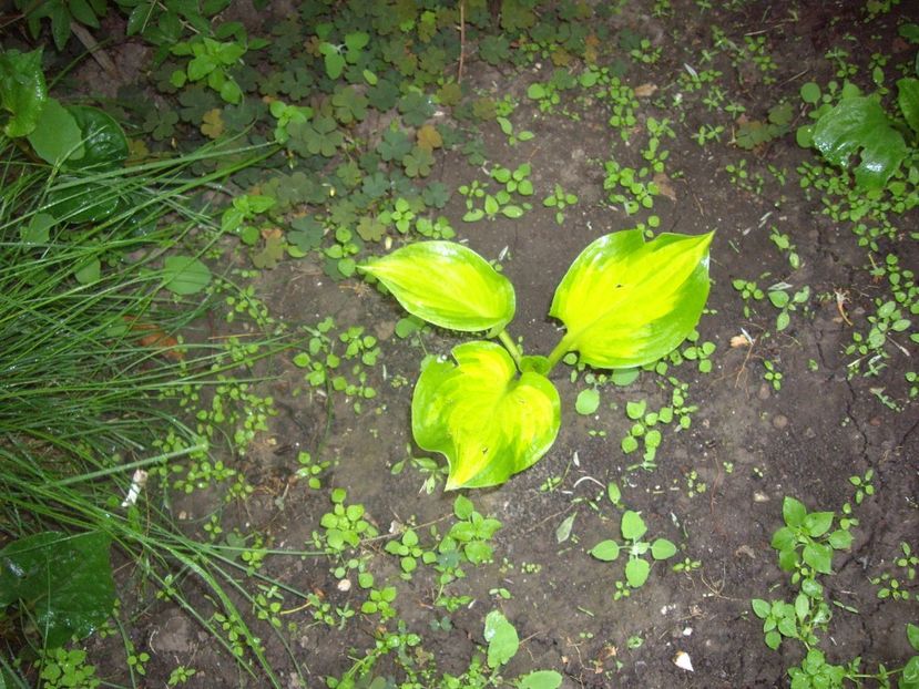 IMGP1517 - Primavara - 2018