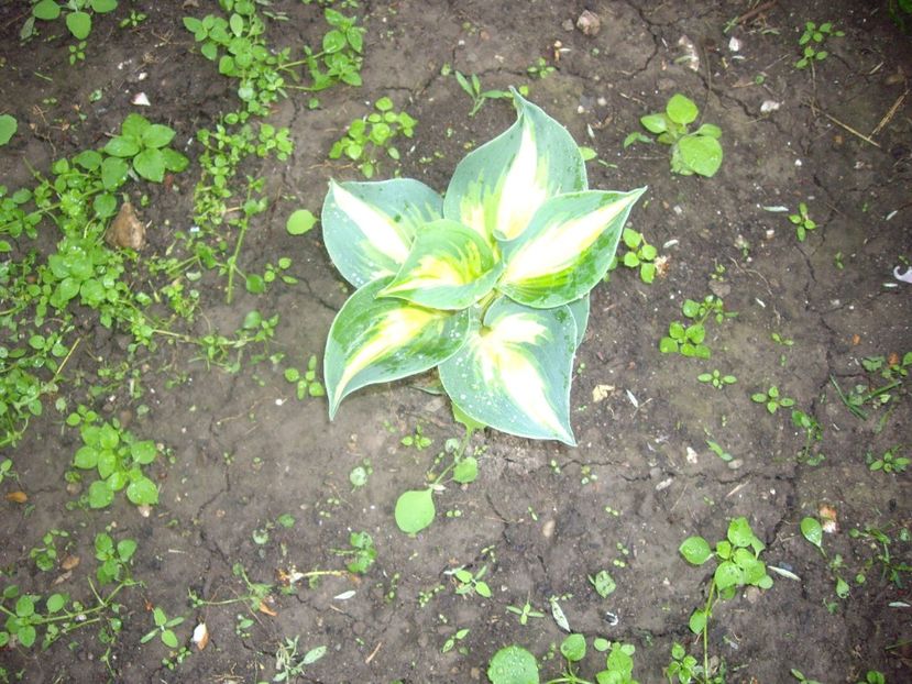 IMGP1518 - Primavara - 2018