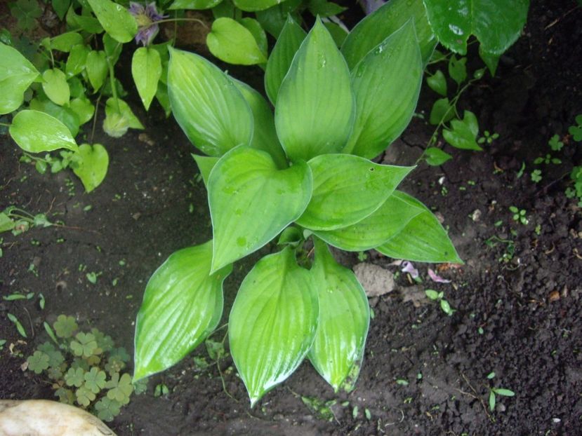 IMGP1523 - Primavara - 2018