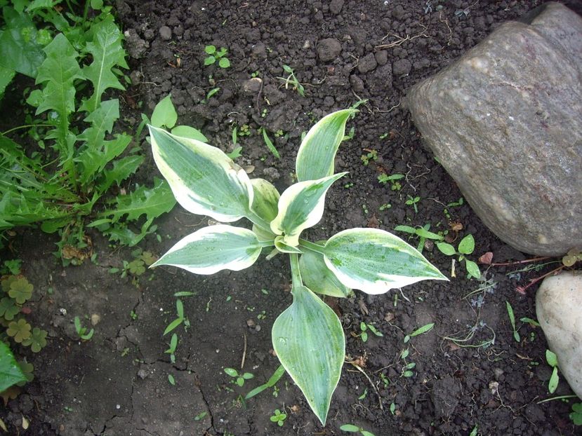 IMGP1524 - Primavara - 2018