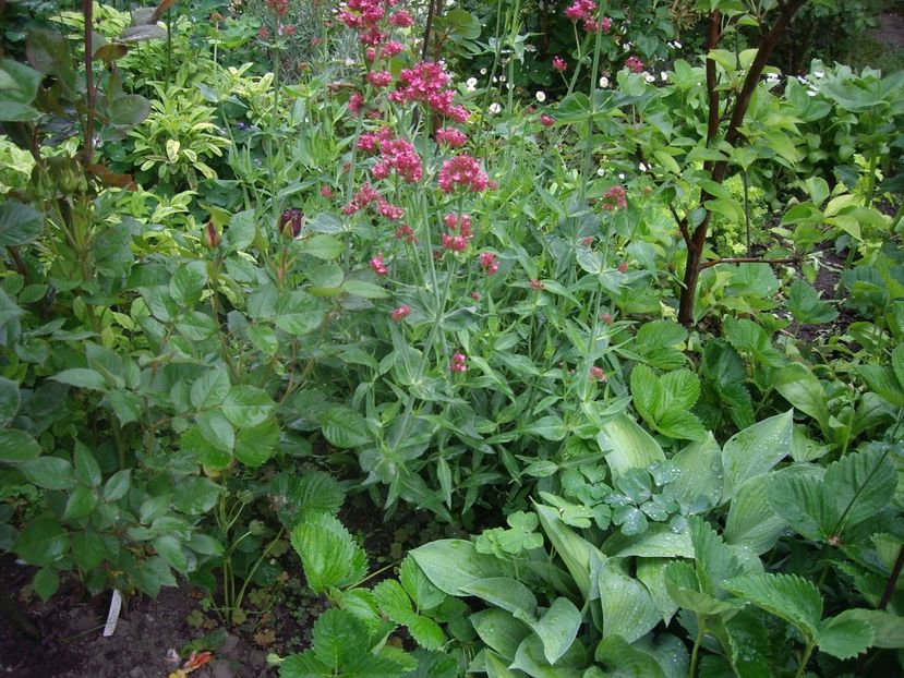 IMGP1526 - Primavara - 2018