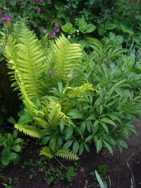 IMGP1527 - Primavara - 2018