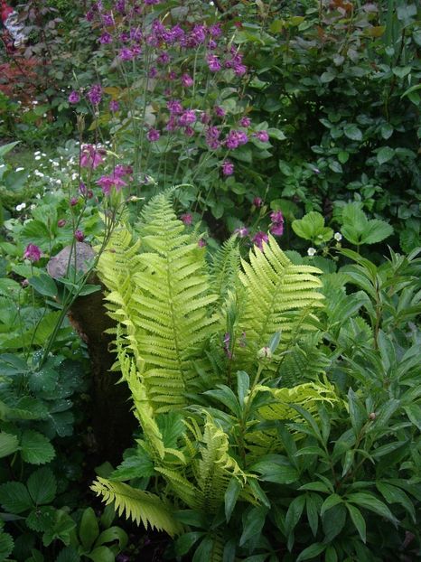 IMGP1528 - Primavara - 2018