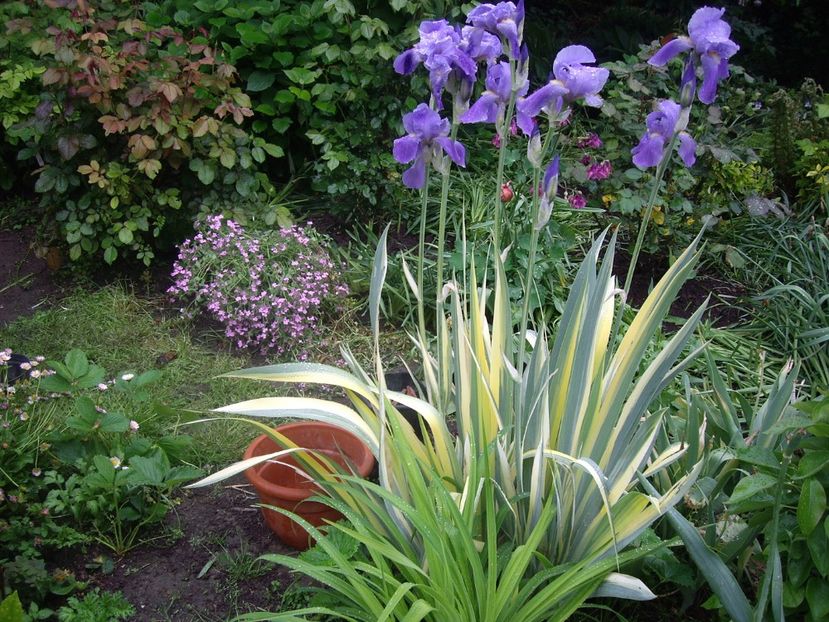 IMGP1529 - Primavara - 2018