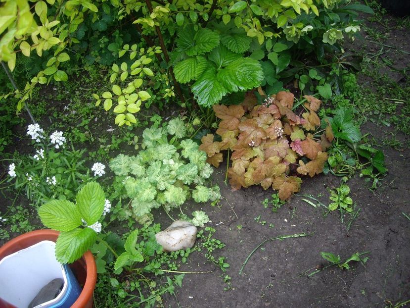 IMGP1530 - Primavara - 2018