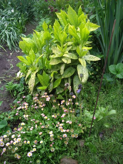 IMGP1531 - Primavara - 2018