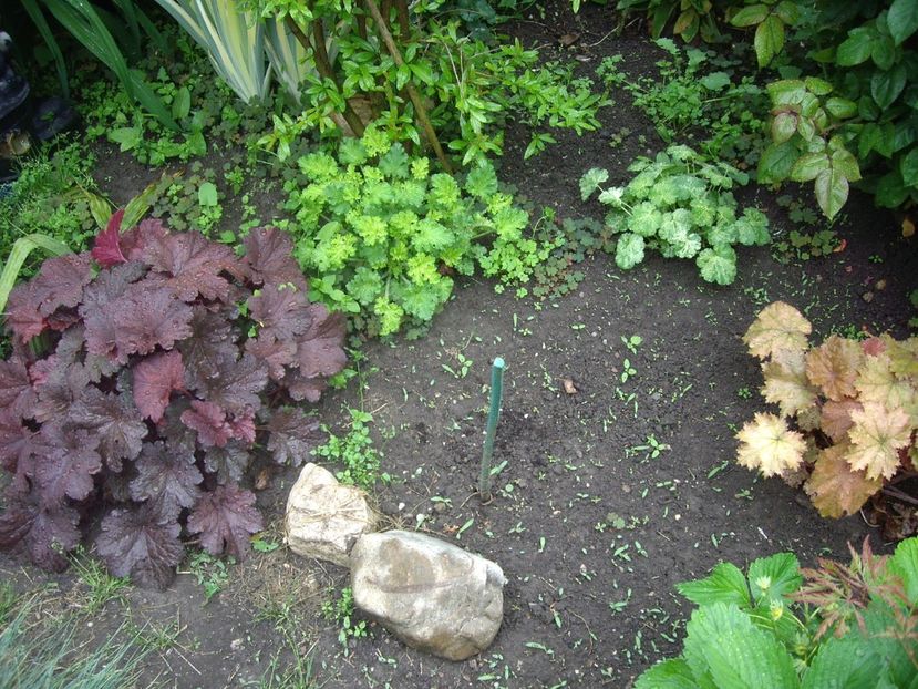 IMGP1532 - Primavara - 2018