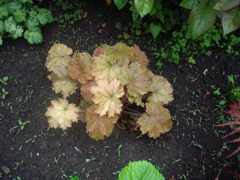 IMGP1533 - Primavara - 2018