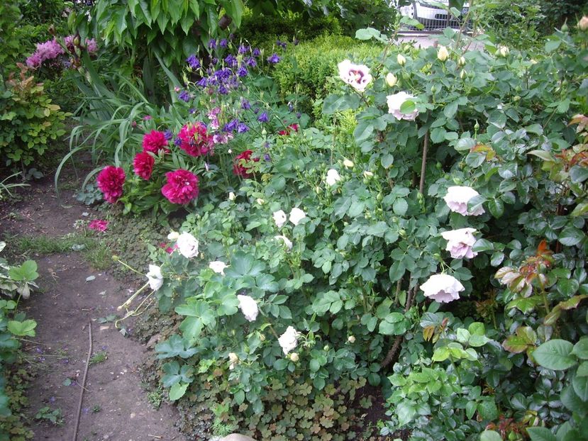 IMGP1536 - Primavara - 2018