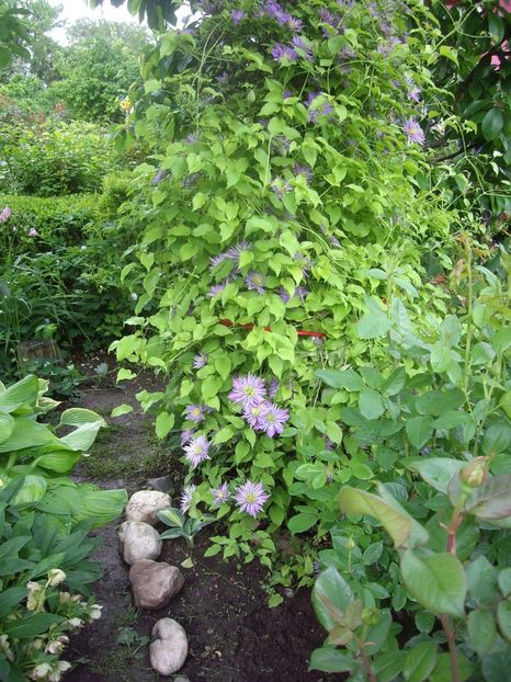 IMGP1541 - Primavara - 2018