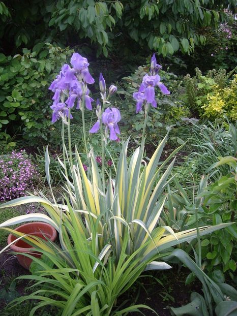 IMGP1542 - Primavara - 2018