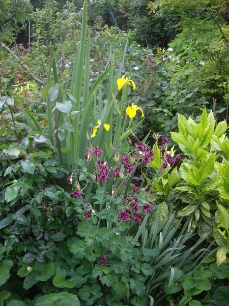 IMGP1543 - Primavara - 2018