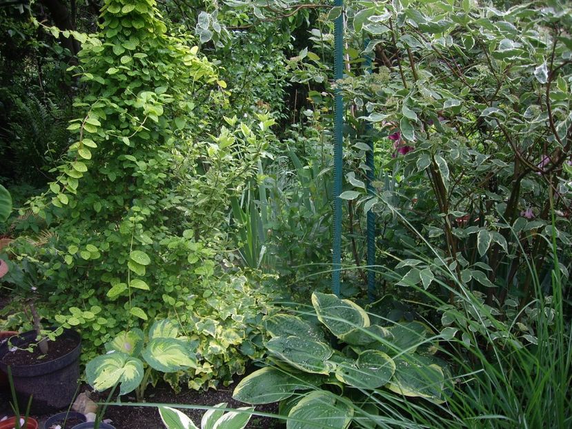 IMGP1544 - Primavara - 2018