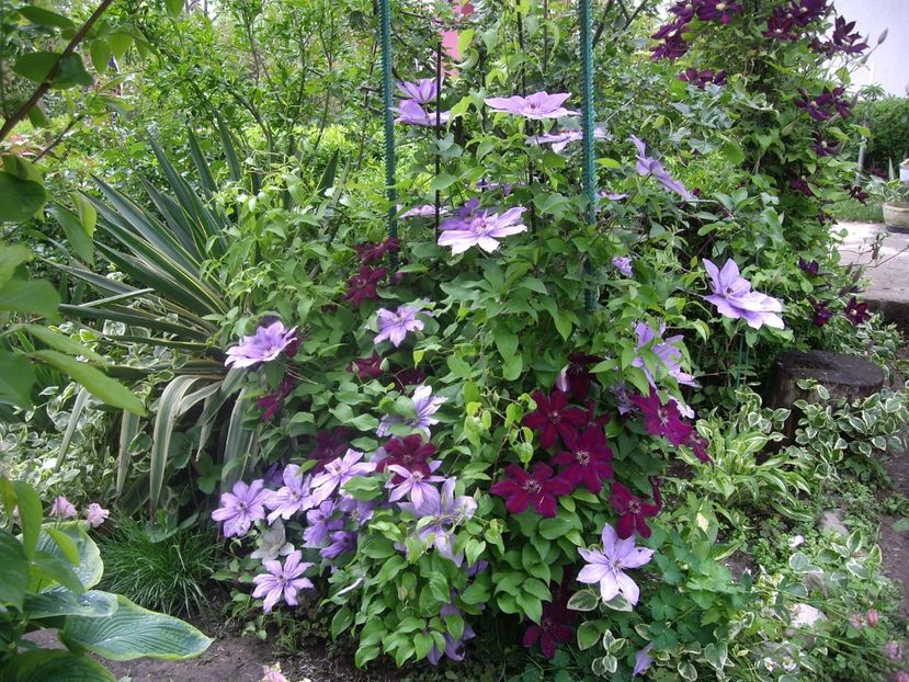 IMGP1545 - Primavara - 2018