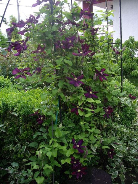 IMGP1547 - Primavara - 2018