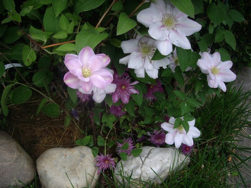 IMGP1549 - Primavara - 2018