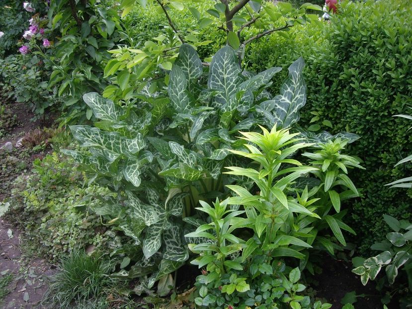 IMGP1551 - Primavara - 2018