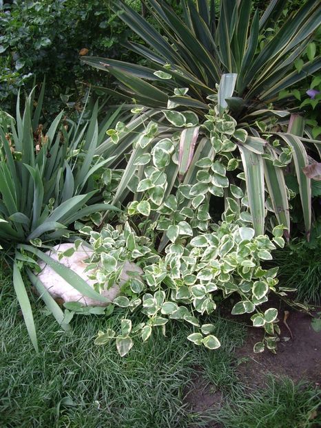 IMGP1552 - Primavara - 2018