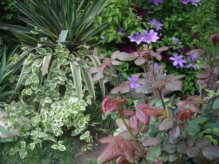 IMGP1553 - Primavara - 2018