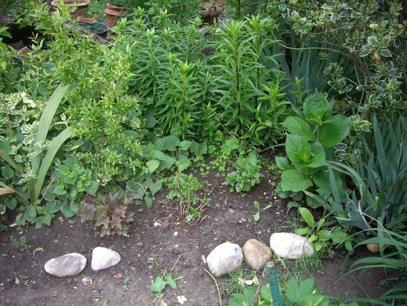 IMGP1557 - Primavara - 2018