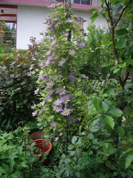 IMGP1558 - Primavara - 2018