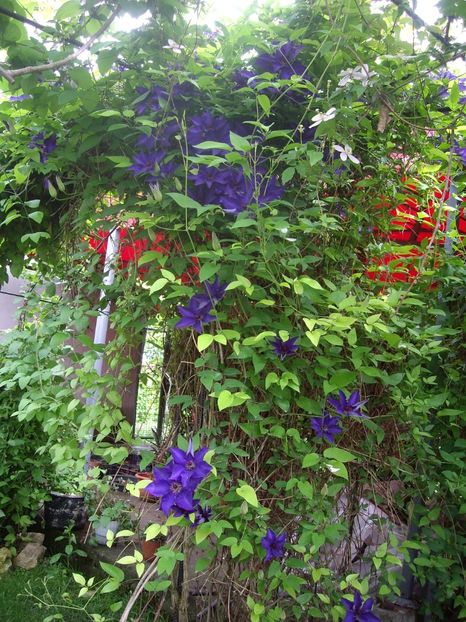 IMGP1560 - Primavara - 2018