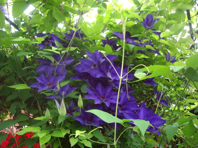 IMGP1561 - Primavara - 2018