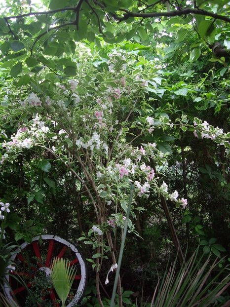 IMGP1563 - Primavara - 2018