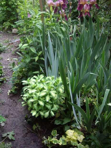 IMGP1565 - Primavara - 2018