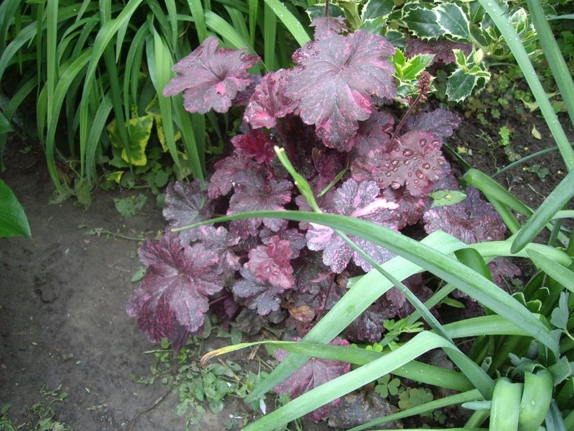 IMGP1567 - Primavara - 2018