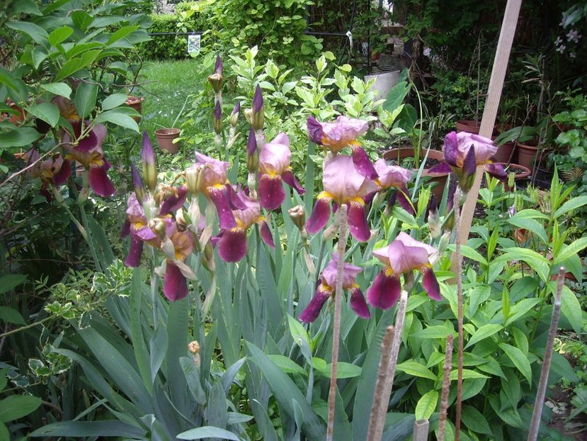 IMGP1568 - Primavara - 2018