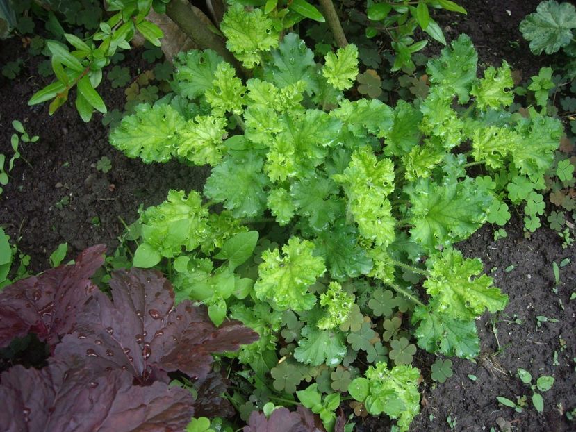 IMGP1570 - Primavara - 2018