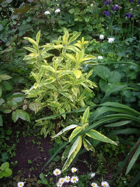 IMGP1573 - Primavara - 2018