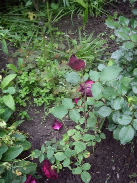 IMGP1575 - Primavara - 2018