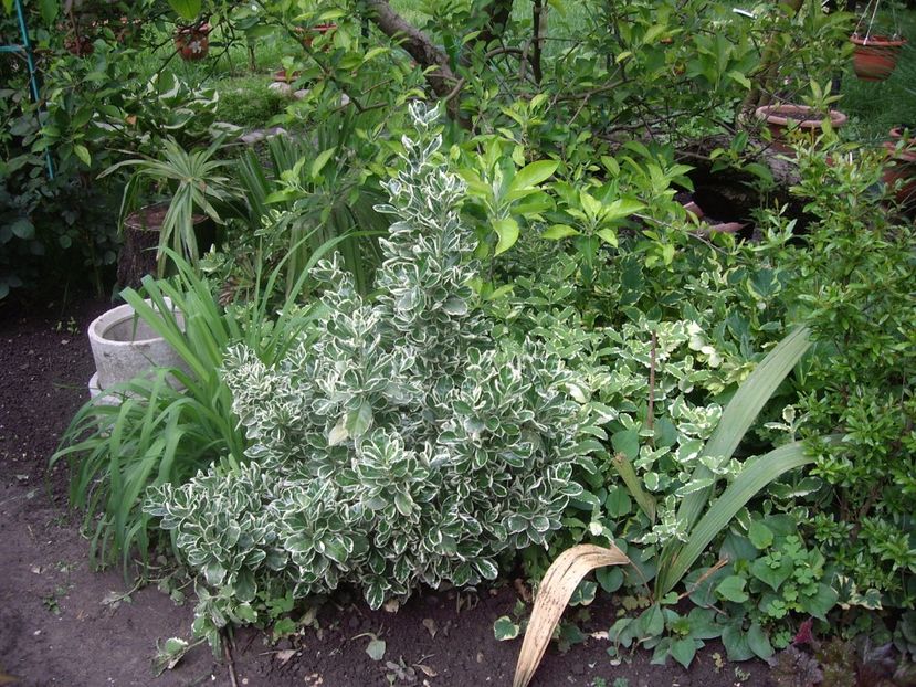 IMGP1576 - Primavara - 2018