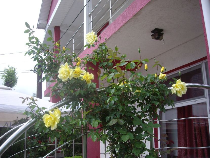 IMGP1577 - Primavara - 2018