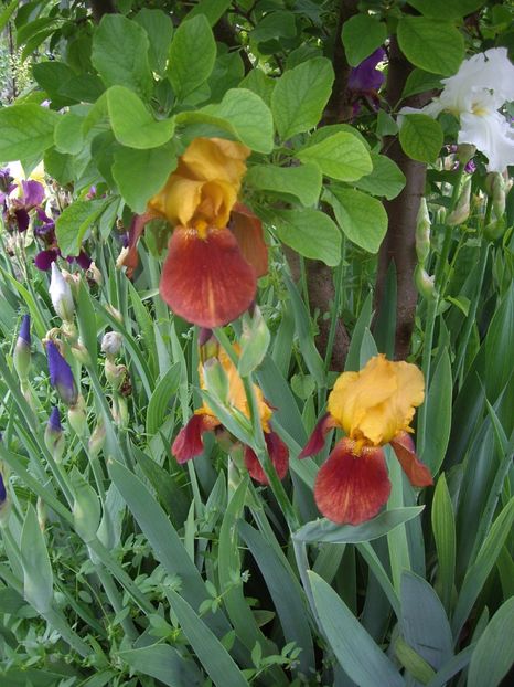 IMGP1578 - Primavara - 2018