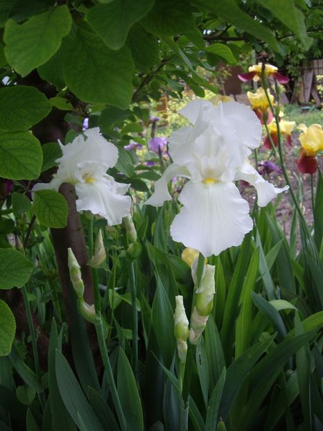 IMGP1579 - Primavara - 2018