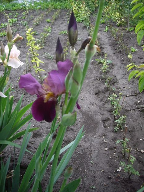 IMGP1580 - Primavara - 2018