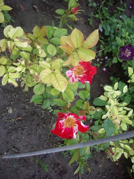 IMGP1583 - Primavara - 2018