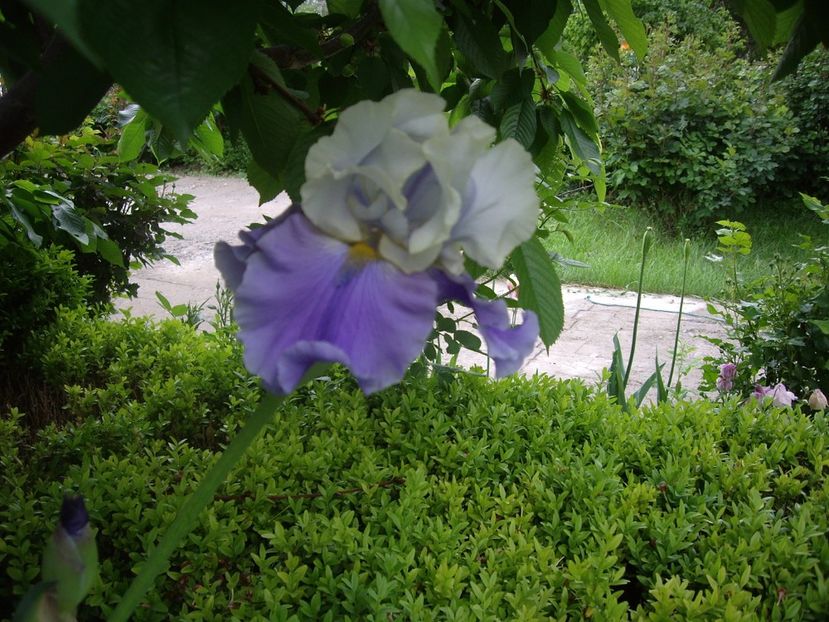 IMGP1586 - Primavara - 2018