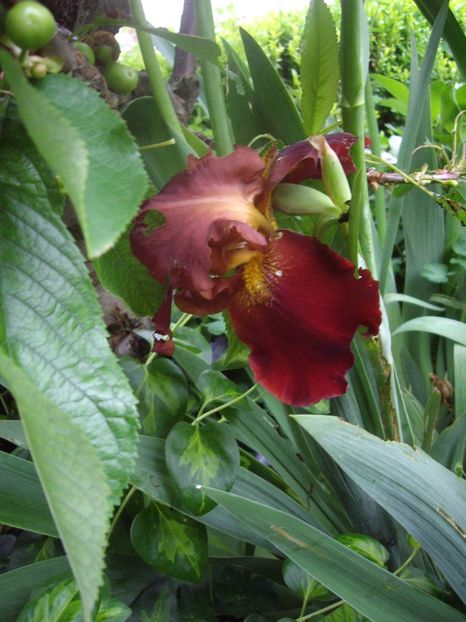 IMGP1587 - Primavara - 2018