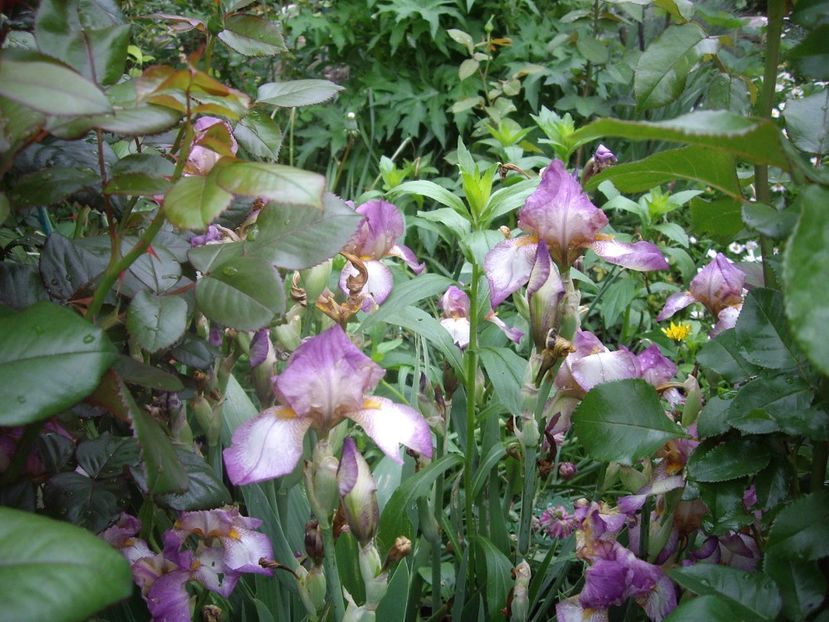 IMGP1588 - Primavara - 2018