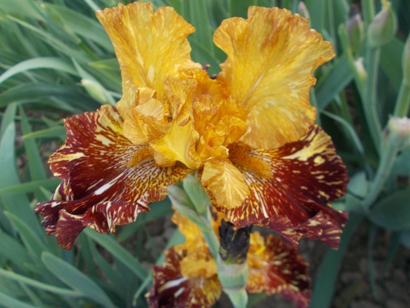 SPICED  TIGER - Irisi-2018 Barbata Elatior si Intermedia