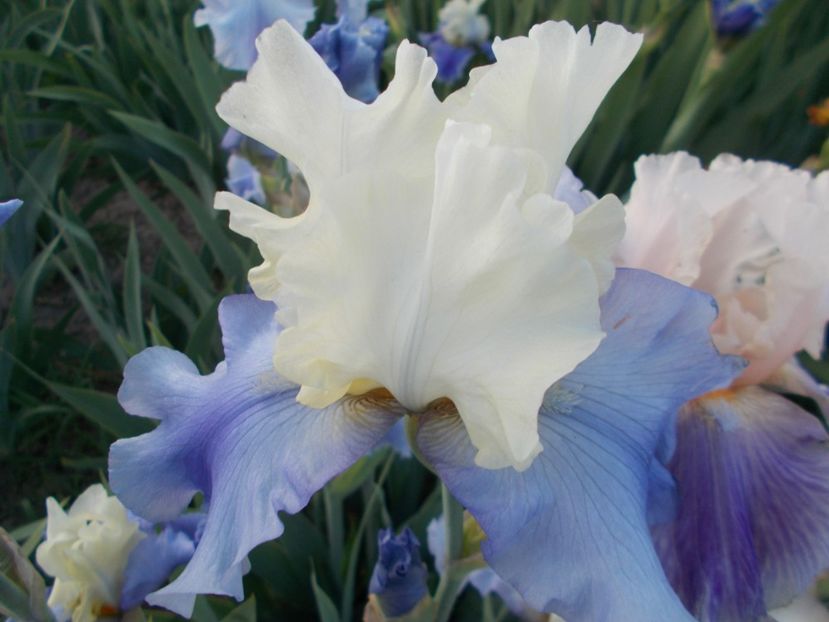  - Irisi-2018 Barbata Elatior si Intermedia