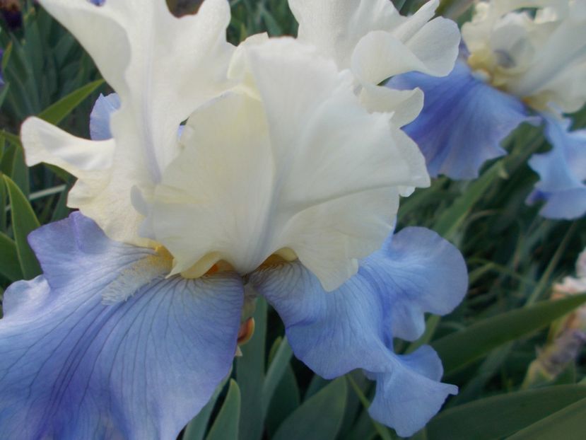  - Irisi-2018 Barbata Elatior si Intermedia